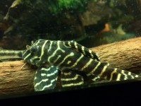 /album/fotogalerij/foto-30-08-17-18-31-49-preview-jpeg/